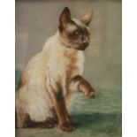 JOAN WOODS - 'A Siamese Friend', pastel study of a cat,