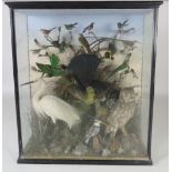 Taxidermy: A large cased Display of Irish & Exotic Birds, set with a naturalistic background,