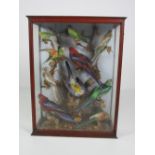 Taxidermy: A small 19th Century glazed case of attractive and colourful Exotic Birds,