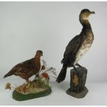 Taxidermy: A 19th Century specimen of "A Cormorant;" and "A Partridge" specimen,