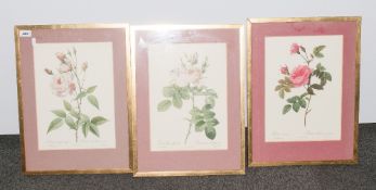 P.J .Redoute Set of Three Coloured Prints of Roses. Lemaire Sculpt. Frame and Glazed. 26 x 18