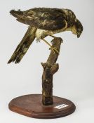 Taxidermy Interest, Sparrowhawk Perched On A Branch,