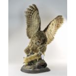 Taxidermy Interest Owl With Outstretched Wings Clutching A Mink Raised On A Log And Mossy Base,