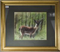 Framed Pastel, Deer In A Woodland Setting Signed D Phelan, Mounted, Glazed In Gilt Frame,