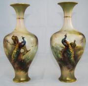 Royal Worcester Pair of Fine Hand Painted Vases 'Peacocks and Peahens in a Woodland Setting',