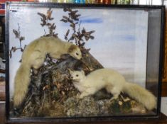 P D Malloch Of Perth Taxidermy Interest Large Glazed Display Containing Two Blonde Mink Mounted In