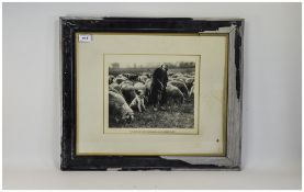 Framed Photograph Shepherd And Flock Wit