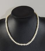 Cultured Pearl Necklace with white gold clasp Short necklace with pearls and lobster claw