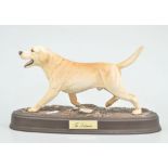 Beswick Connoisseur model of a golden Labrador, width 29cms, (detached from base).