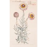 Collection of coloured Curtis Botanical prints, ten mounted,