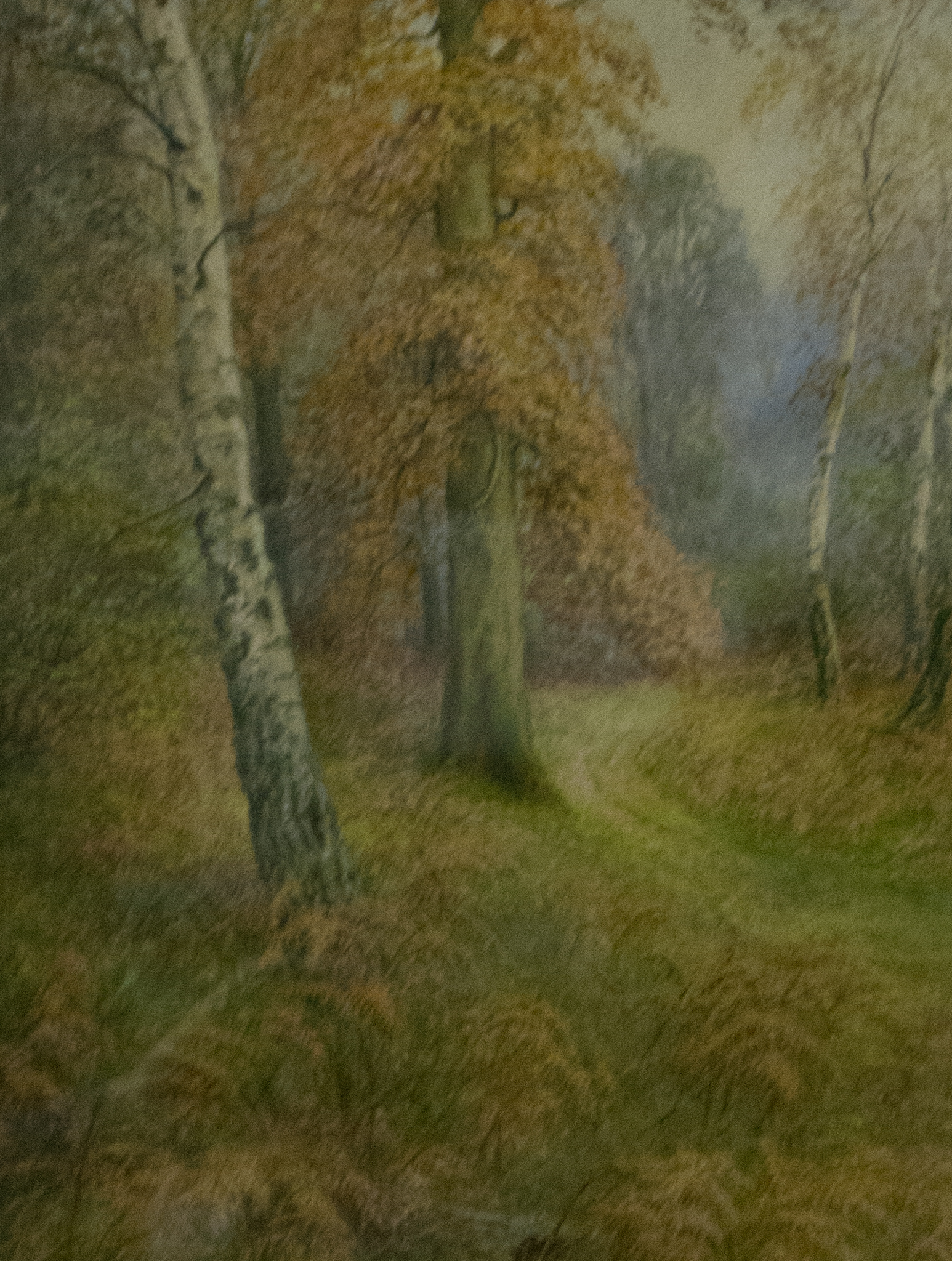 A. H. Findley, watercolour, Silver Birch and Beech Trees, signed.