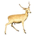Taxidermy; a standing fawn, full body, with horns, height 124cms.