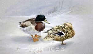 George Rowe (20th C.)watercolour,Mallard in a hard winter,initialled with labels verso,8 x 14in.