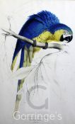 After Edward Learcoloured lithograph,Blue and yellow Macaw, Macrocercus Ararauna,dated 1831 in the