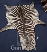 A taxidermic zebra skin rug, backed with black felt, L.8ft 4in.