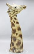 A taxidermied giraffe head and neck, fondly known as "Humphry", length 6ft 3in.Kindly donated by His