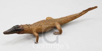 A taxidermied baby crocodile, length 3ft 4in.