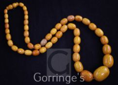 A single strand graduated amber bead necklace, gross 66 grams, 27.5in.