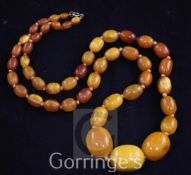 A single strand graduated oval amber bead necklace, with gilt metal clasp, gross weight, 56 grams,
