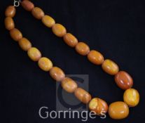 A single strand graduated ovoid amber bead necklace, with gilt metal clasp, gross weight, 80