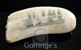 A scrimshaw whale's tooth, decorated with naval battle and a sperm whale, 6.5in.