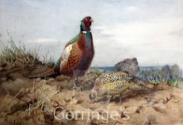 Winifred Austen (Exh.1899-1940)watercolour,Pheasants,signed,9.5 x 13in.