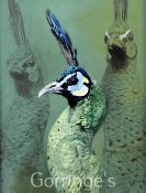 § Raymond Harris-Ching (b.1939)oil on board,Green Peacock studies,signed and dated 1992, Tryon