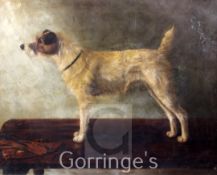 Adrienne Lester (20thC)oil on canvas,Portrait of a Parsons Jack Russell terrier, standing upon a