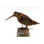 A WOODCOCK on a square plaster base