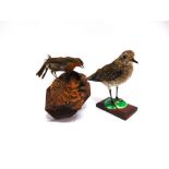 A GOLDEN PLOVER on a rectangular wooden base, and a robin perched by its nest on a wooden plaque for