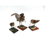 TWO SNIPE one with wings outstretched and a Jack snipe, all on rectangular wooden bases (3)