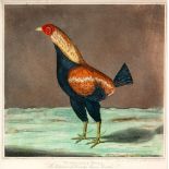 A PAIR OF COCK FIGHTING COLOUR PRINTS 'Yorkshire Hero' & 'Phenomenon', 23.5cm x 23.5cm (2)