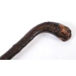 GREAT WAR - PLUG STREET - A RARE SHILLELAGH TYPE BLACKTHORN WALKING STICK the shaft inscribed 'M.M.