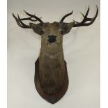 A taxidermy mounted stag's head with five point antlers, the oak shield back with oval cast plaque,