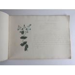 19th century sketch book belonging to Sophia Clulow Howard containing sixteen watercolour botanical