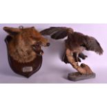 A 1930S SILVER MOUNTED TAXIDERMY FOX together with a taxidermy Jay. (2)