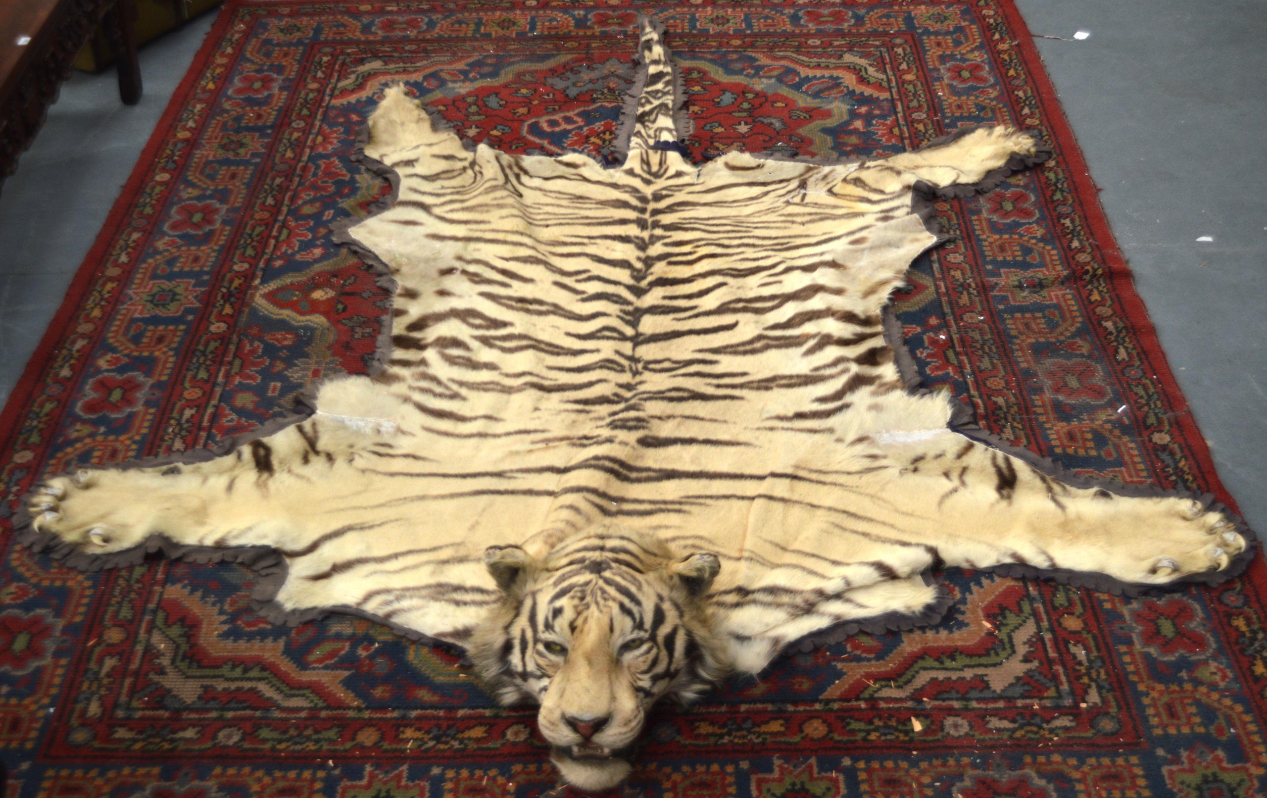 A FINE VICTORIAN FULL LENGTH TAXIDERMY TIGER SKIN RUG of naturalistic form, with original teeth. 9Ft