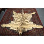 A FINE VICTORIAN FULL LENGTH TAXIDERMY TIGER SKIN RUG of naturalistic form, with original teeth. 9Ft