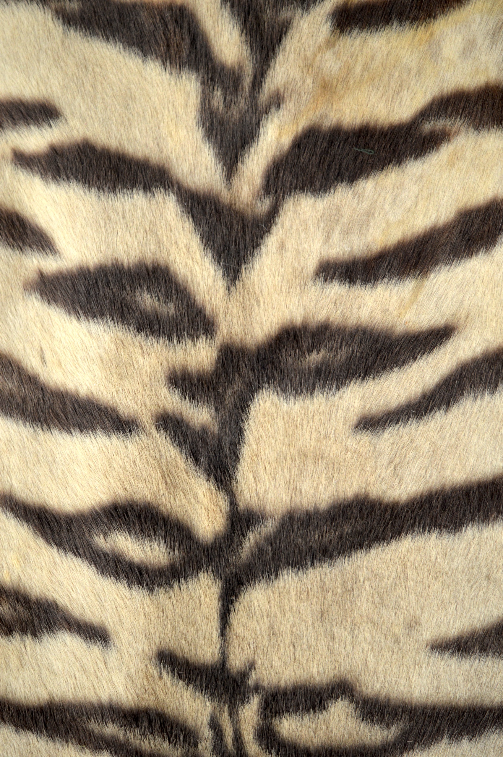 A FINE VICTORIAN FULL LENGTH TAXIDERMY TIGER SKIN RUG of naturalistic form, with original teeth. 9Ft - Image 5 of 5