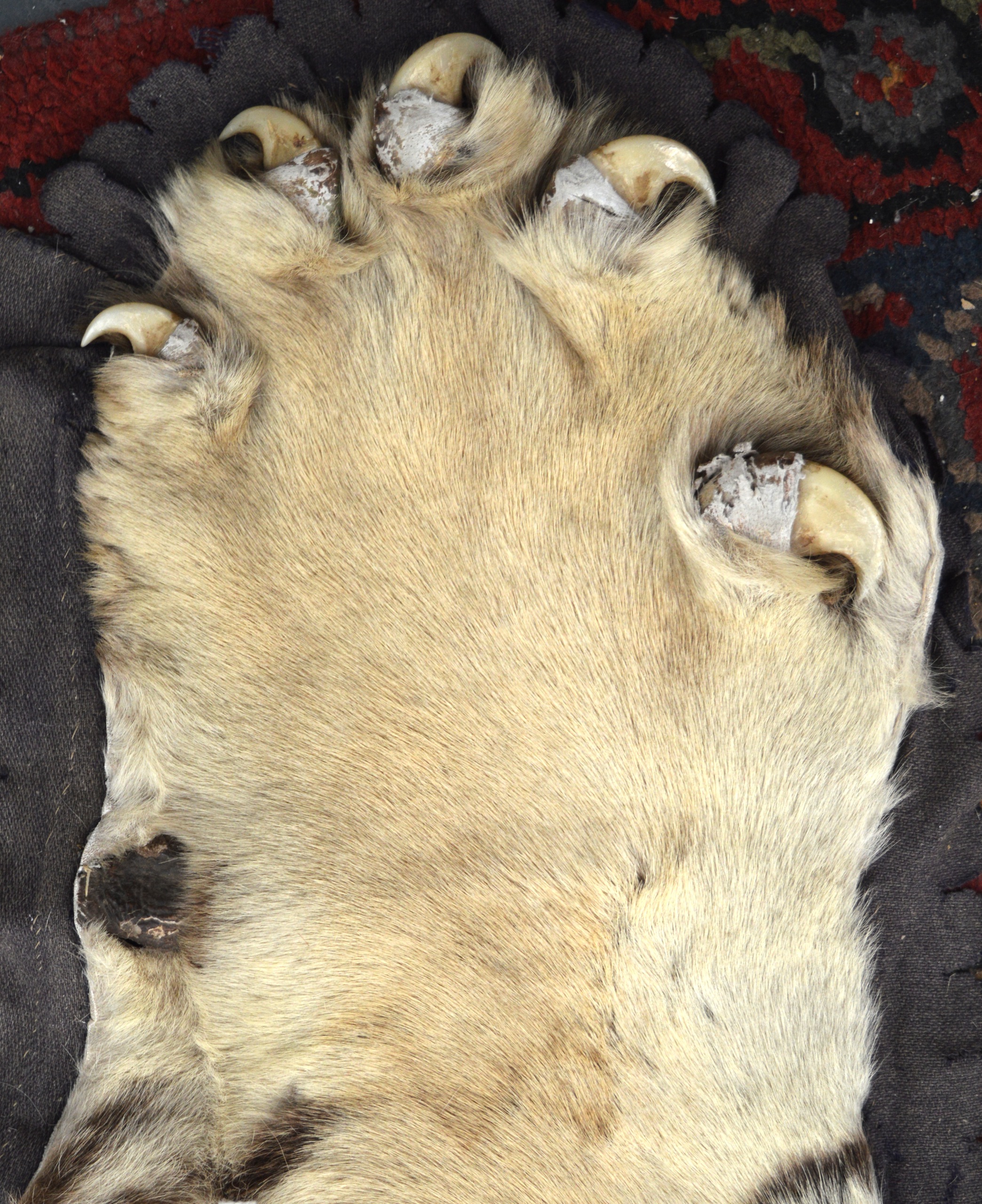 A FINE VICTORIAN FULL LENGTH TAXIDERMY TIGER SKIN RUG of naturalistic form, with original teeth. 9Ft - Image 4 of 5