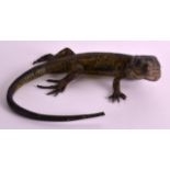 A GOOD 19TH CENTURY AUSTRIAN COLD PAINTED BRONZE BY BERGMANN modelled in the form of a Lizard,