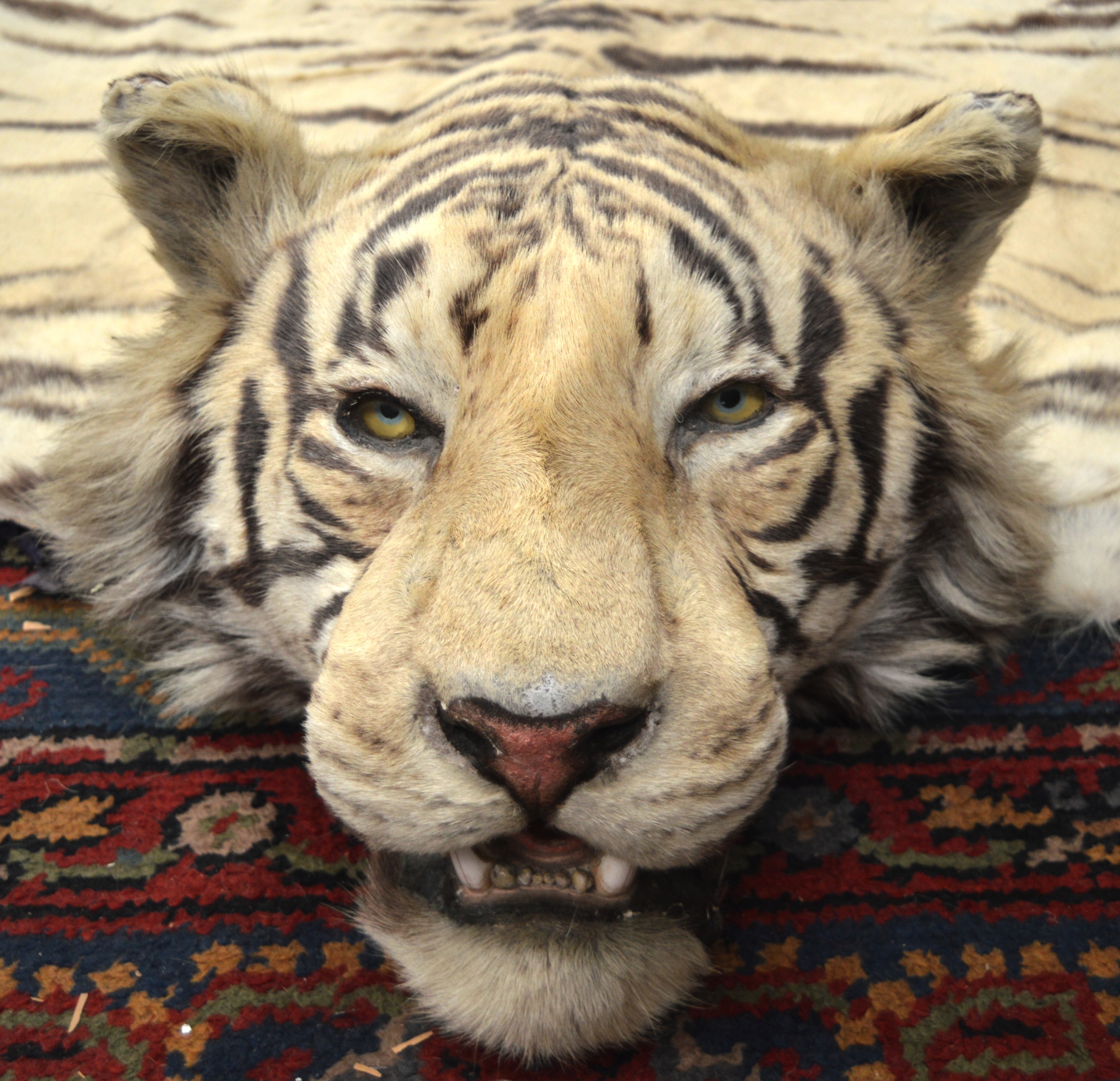 A FINE VICTORIAN FULL LENGTH TAXIDERMY TIGER SKIN RUG of naturalistic form, with original teeth. 9Ft - Image 2 of 5
