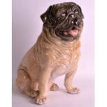 A LARGE EARLY 20TH CENTURY ITALIAN MODEL OF A PUG DOG modelled with tongue wagging. 1Ft 4ins high.