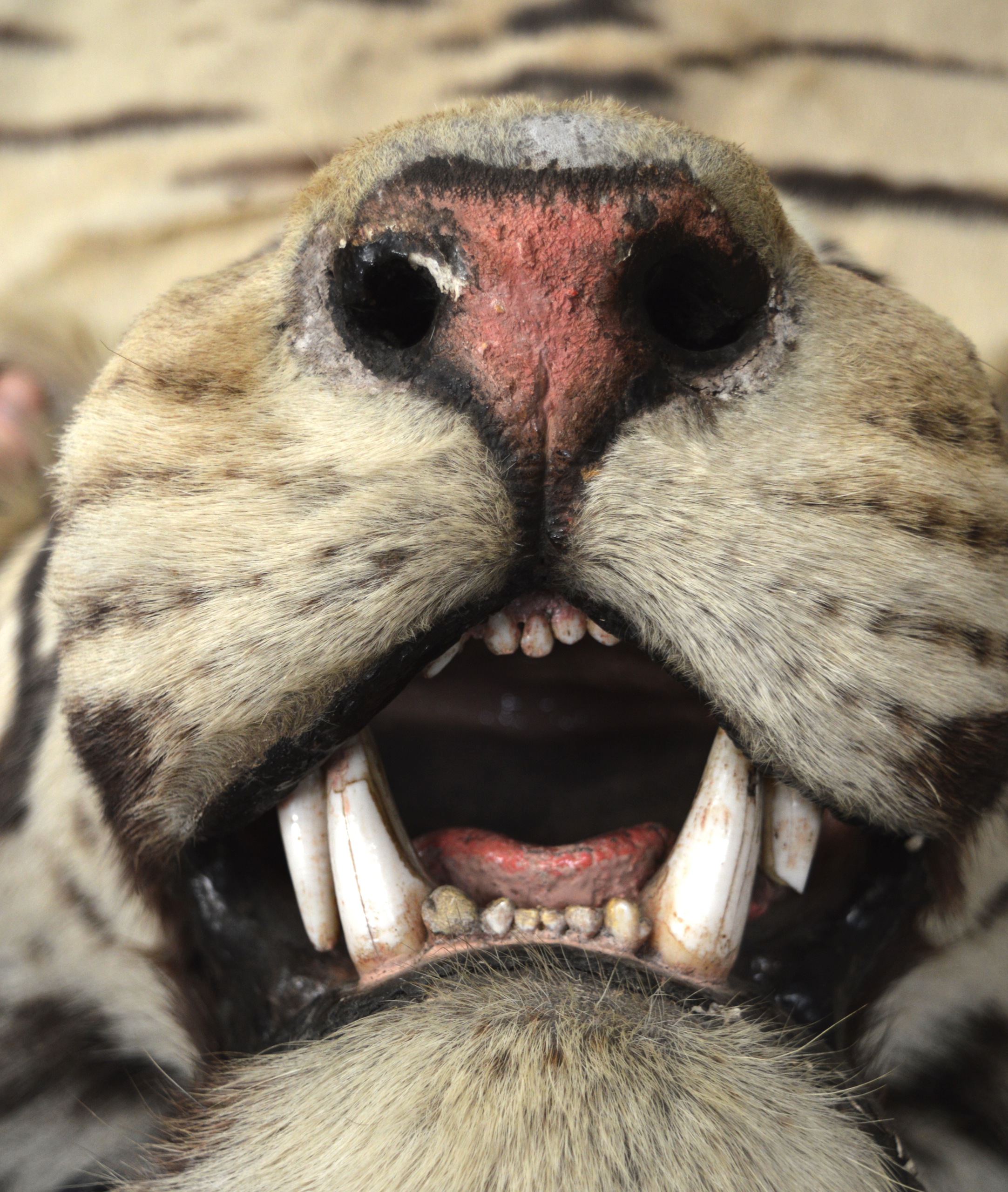 A FINE VICTORIAN FULL LENGTH TAXIDERMY TIGER SKIN RUG of naturalistic form, with original teeth. 9Ft - Image 3 of 5