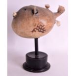 AN EARLY 20TH CENTURY TAXIDERMY BLOWFISH supported upon an ebonised base. Fish 10ins wide.