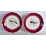 A PAIR OF LATE 19TH CENTURY PORCELAIN DISHES painted with birds under a claret ground. 8.25ins