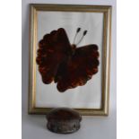 A GOOD EARLY 20TH CENTURY CHINESE CARVED TORTOISESHELL BUTTERFLY together with a faux