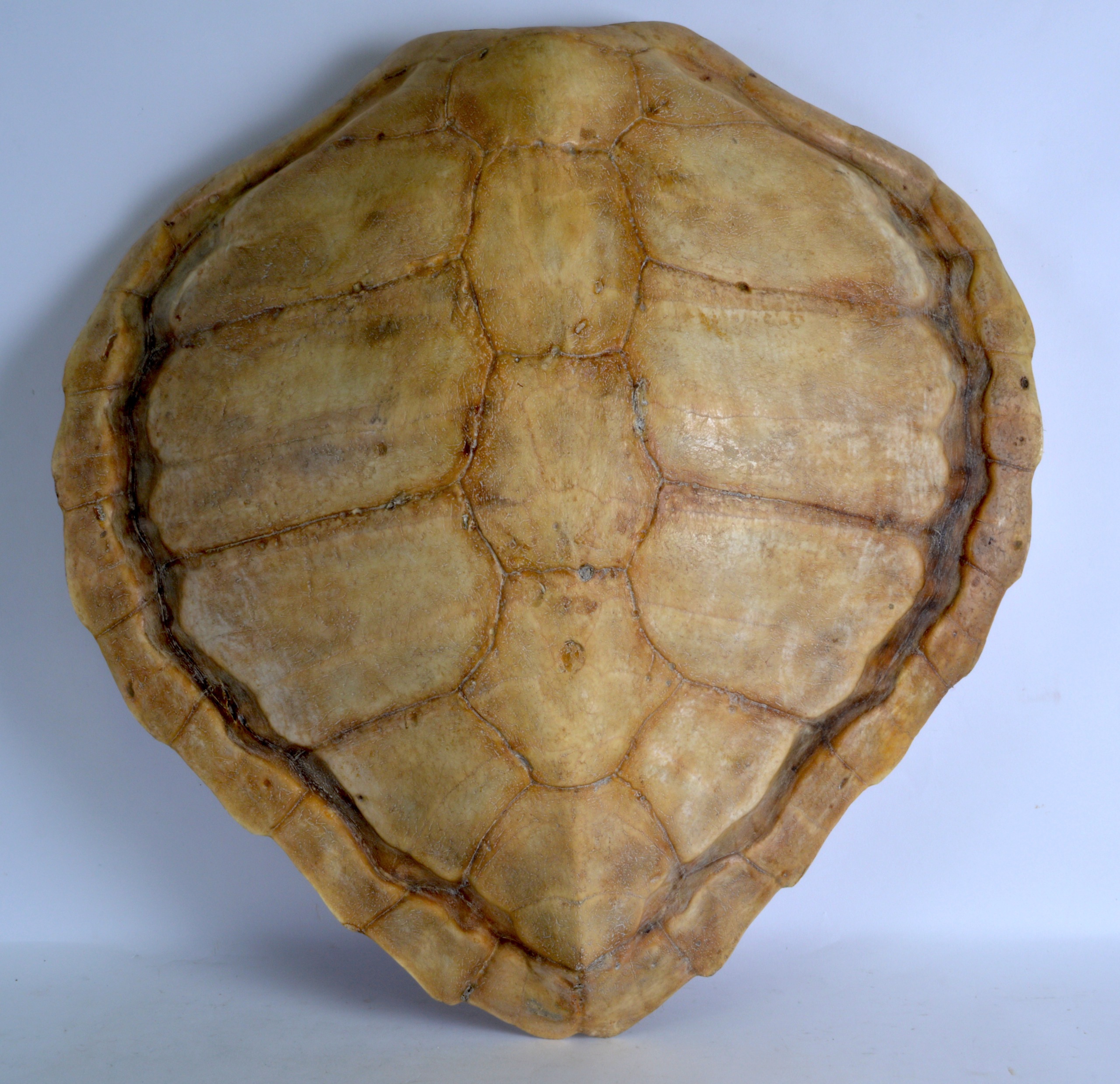 A LARGE ANTIQUE ALBINO TORTOISESHELL C1890. 2Ft wide.