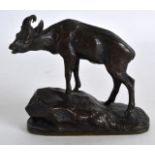 A 19TH CENTURY FRENCH BRONZE FIGURE OF A MOUNTAIN GOAT by P J Mene, upon a naturalistic base. 3.5ins