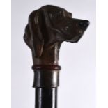 AN UNUSUAL COLD PAINTED BRONZE HOUND HEAD WALKING CANE with ebonised shaft. 2Ft 11ins long.